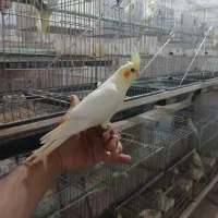 جوجه عروس هلندی|پرنده|قم, علی آباد سعدگان|دیوار
