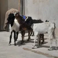 ۵عدد کره داشتی دوعدد کره بزرگ ویک بز ابستن|حیوانات مزرعه|برازجان, |دیوار