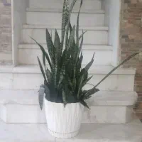 گل سانسوریا پوست سوسماری