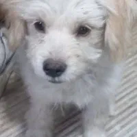 توله ماده