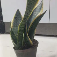 گلهای طبیعی|گل و گیاه طبیعی|سمنان, |دیوار