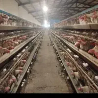 فروشندگی آقا و خانم