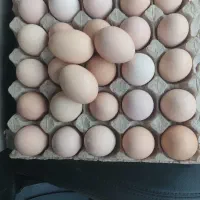 تخم مرغ نطفه دار بلک استار