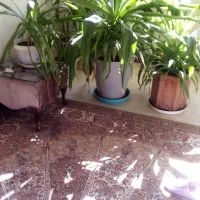 گل اشک ملکه به ارتفاع یک متر