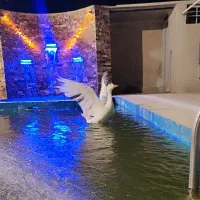 غاز