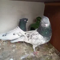 جفت کله سیاه و سبز ذات قدیم