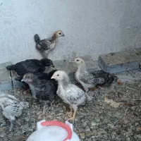 جوجه  گلین خط خونی اصیل