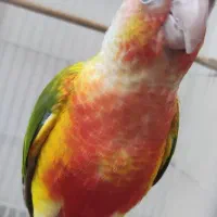 گرینچیک اکستریم رد نر