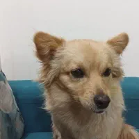 سگ گمشده|حیوانات|بم, |دیوار