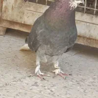 کفتر نر زاغ دم سفید..|پرنده|پاکدشت, پاکدشت (مامازند)|دیوار