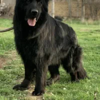 توله سگ ژرمن بلک شولاین