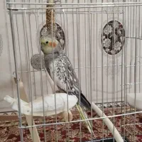 یک جفت عروس هلندی|پرنده|کرمانشاه, |دیوار