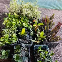 گل های اپارتمانی رو دیگه گرون نخر