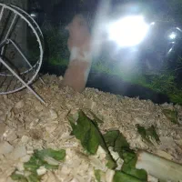 یک همستر به فروش میرسد