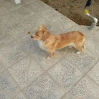 پامر روباهی