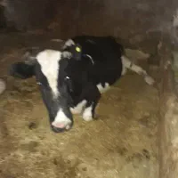 گاوافتاده فلج وکسل حال