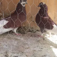 دو جفت سرخ به درد بخور