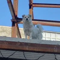 واگذاری رایگان سگ ماده سفید