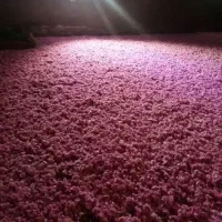 گل خادار درجه یک کلی جزی