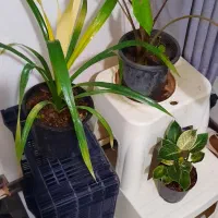 گل طبیعی|گل و گیاه طبیعی|کرج, باغستان|دیوار