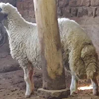 بره قوچ داشتی (کاور ورن)|حیوانات مزرعه|کرمانشاه, |دیوار