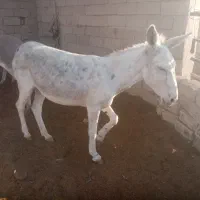 الاغ مادیون