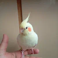 عروس هلندی نژاد لوتینو|پرنده|مشهد, امیریه|دیوار