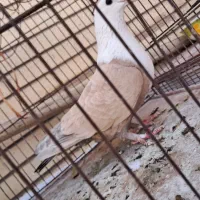 ماده زرد سرسفیدعتیقه|پرنده|رفسنجان, |دیوار