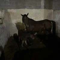 اسب|اسب و تجهیزات اسب‌سواری|اهواز, زردشت|دیوار