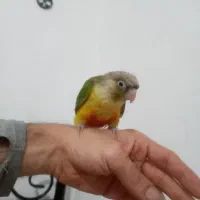 طوطی گرینچیک|پرنده|رشت, کوی فکوری|دیوار