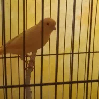 ۵عدد قناری سوپر نر ۹ماهه