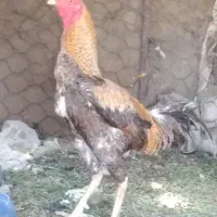 خروس اصیل