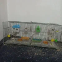 فنچ|پرنده|قروه, |دیوار