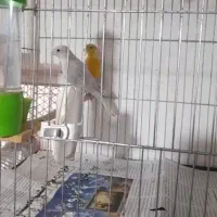 قناری‌جفت‌نروماده‌یکیارجوجه‌داده‌نرسهره‌میخونه