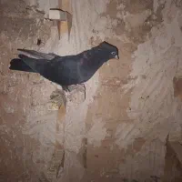 ماده سیا چنگ سفید بشرط تخم|پرنده|طسوج, |دیوار