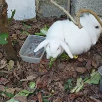 خرگوش|موش و خرگوش|رامسر, |دیوار