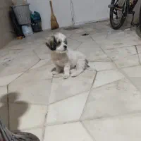 سگ پاکوتاه