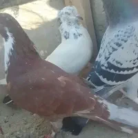 دستبند ک ف تر فرو شی هردو باهم|بدلیجات|میبد, |دیوار