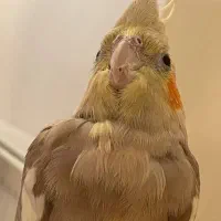 گم شده|حیوانات|اردبیل, |دیوار