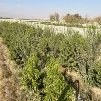 490-متر-باغ-ویلایی-عرب-اباد-خسروی