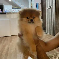 سگ پامرین خرسی