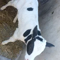 گوساله نر شیری|حیوانات مزرعه|رضویه, |دیوار