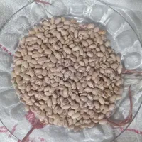 یه تن لوبیا چیتی