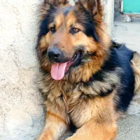 دوعدد سگ نگهبان