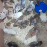 جوجه ده روزه و۴۰ روزه