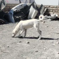 سگ پا کوتاه|سگ|مشهد, نوید|دیوار