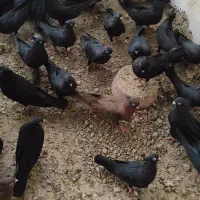 سیاه آبادانی