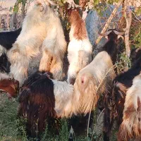 کهره و بره نر