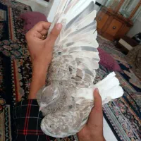 هفت رنگ دم سفید کاکل نر|پرنده|شهرآباد, |دیوار