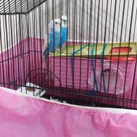 مرغ عشق|پرنده|بوئین زهرا, |دیوار